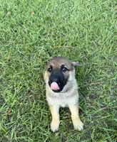 Daisy, a female German Shepherd Dog for sale in Clermont, FL – 2 of 4