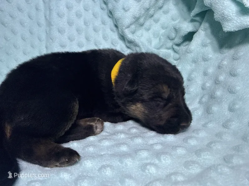 Daffodil  – German Shepherd Dog puppy for sale in Clermont, FL