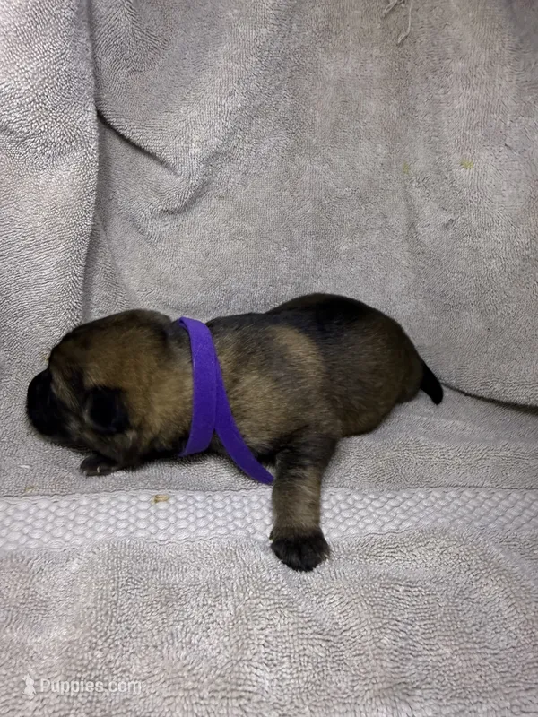 Girl 2 – German Shepherd Dog puppy for sale in Clermont, FL