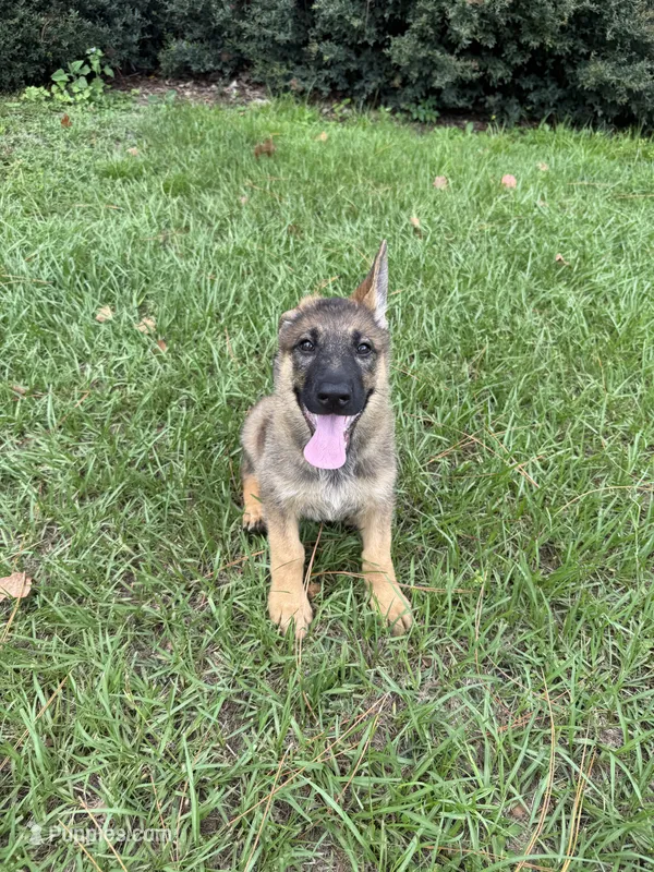 Daphne – German Shepherd Dog puppy for sale in Clermont, FL