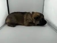 Desert, a male German Shepherd Dog for sale in Clermont, FL – 4 of 4
