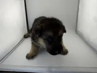 Dallas, a male German Shepherd Dog for sale in Clermont, FL – 2 of 5