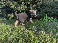 Daffodil , a female German Shepherd Dog for sale in Clermont, FL – 3 of 4