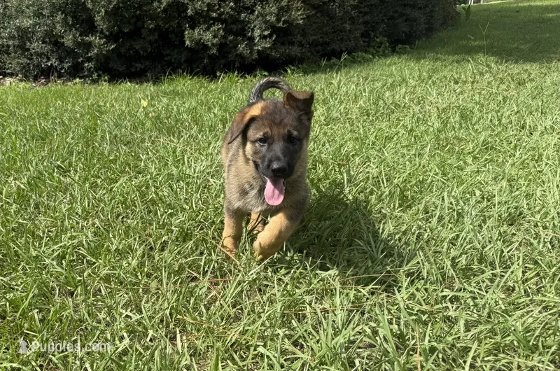Daphne – German Shepherd Dog puppy for sale in Clermont, FL
