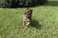 Daphne, a female German Shepherd Dog for sale in Clermont, FL – 1 of 4