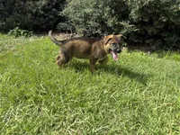 Daphne, a female German Shepherd Dog for sale in Clermont, FL – 2 of 4