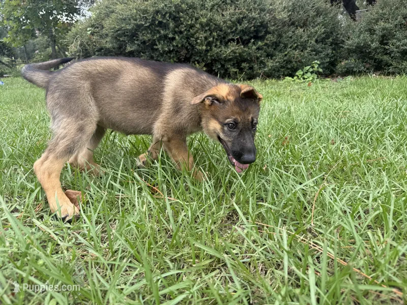 Daphne – German Shepherd Dog puppy for sale in Clermont, FL