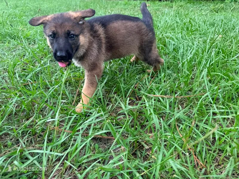 Daisy – German Shepherd Dog puppy for sale in Clermont, FL