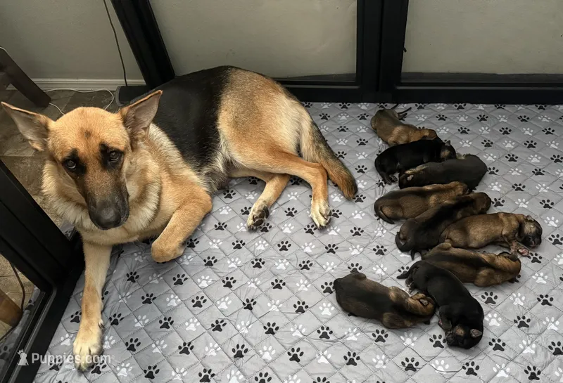 Girl 3 – German Shepherd Dog puppy for sale in Clermont, FL