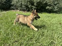 Delilah, a female German Shepherd Dog for sale in Clermont, FL – 4 of 4