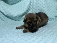 Daphne, a female German Shepherd Dog for sale in Clermont, FL – 3 of 4