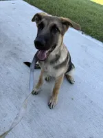 Desert, a male German Shepherd Dog for sale in Clermont, FL – 3 of 7
