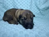 Daisy, a female German Shepherd Dog for sale in Clermont, FL – 4 of 5
