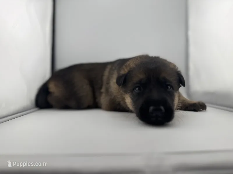 Daphne – German Shepherd Dog puppy for sale in Clermont, FL