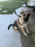 Desert, a male German Shepherd Dog for sale in Clermont, FL – 5 of 7