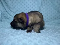 Delilah, a female German Shepherd Dog for sale in Clermont, FL – 2 of 4