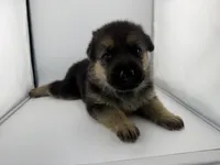 Dallas, a male German Shepherd Dog for sale in Clermont, FL – 3 of 5