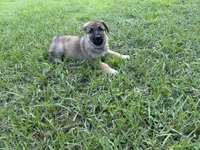Daisy, a female German Shepherd Dog for sale in Clermont, FL – 4 of 4