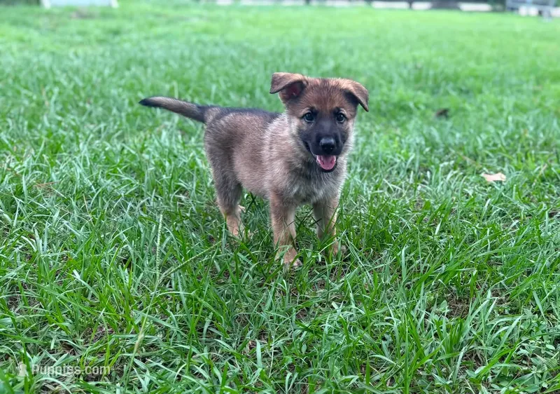 Delilah – German Shepherd Dog puppy for sale in Clermont, FL
