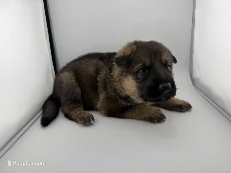 Dutch – German Shepherd Dog puppy for sale in Clermont, FL