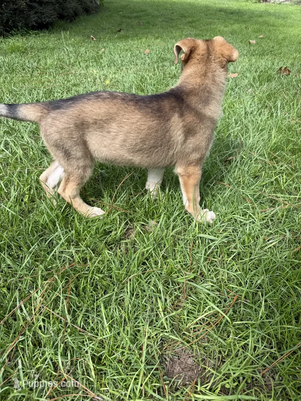 Delilah – German Shepherd Dog puppy for sale in Clermont, FL