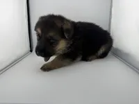 Dallas, a male German Shepherd Dog for sale in Clermont, FL – 5 of 5