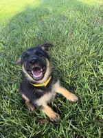 Daffodil , a female German Shepherd Dog for sale in Clermont, FL – 4 of 4