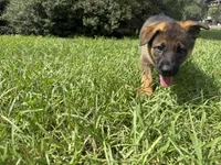 Daphne, a female German Shepherd Dog for sale in Clermont, FL – 3 of 4