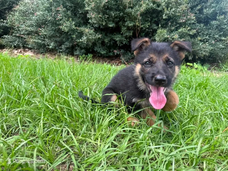 Daffodil  – German Shepherd Dog puppy for sale in Clermont, FL