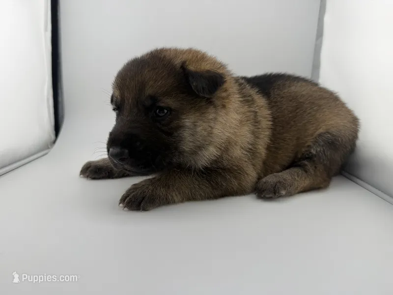 Daisy – German Shepherd Dog puppy for sale in Clermont, FL