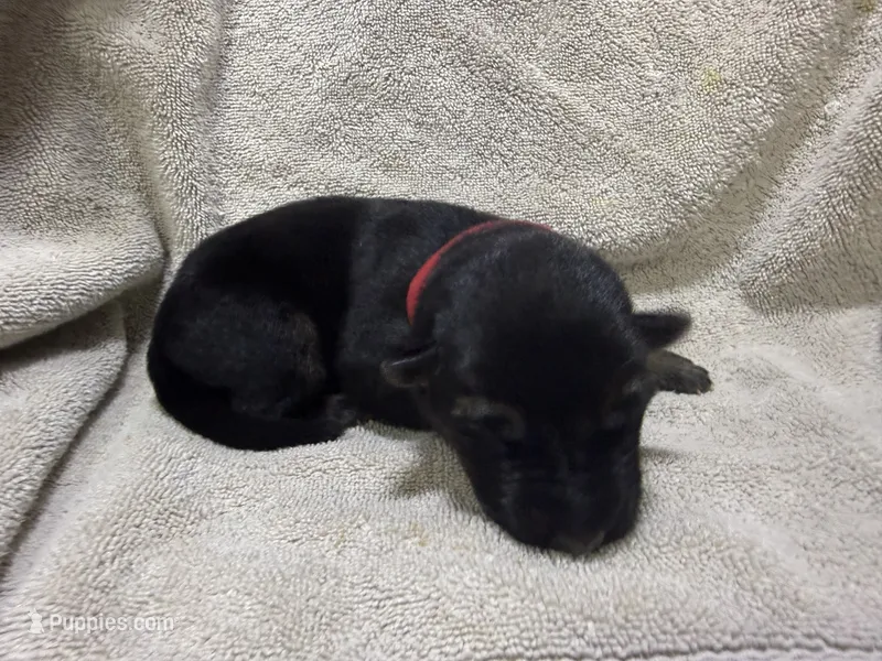 Girl 3, a female German Shepherd Dog for sale in Clermont, FL – 1 of 2
