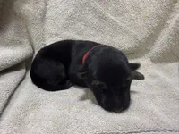 Girl 3, a female German Shepherd Dog for sale in Clermont, FL – 1 of 2