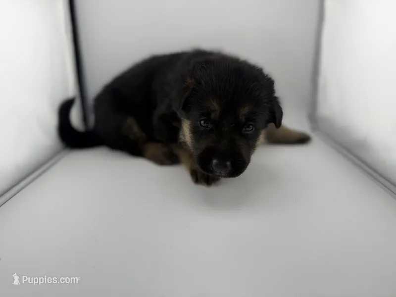 Daffodil  – German Shepherd Dog puppy for sale in Clermont, FL