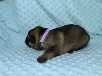 Daphne, a female German Shepherd Dog for sale in Clermont, FL – 4 of 4