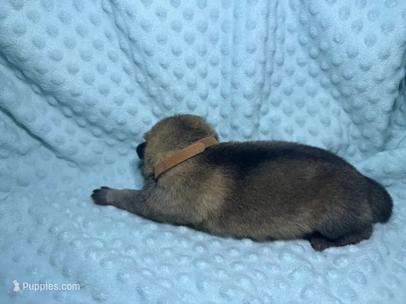 Desert – German Shepherd Dog puppy for sale in Clermont, FL