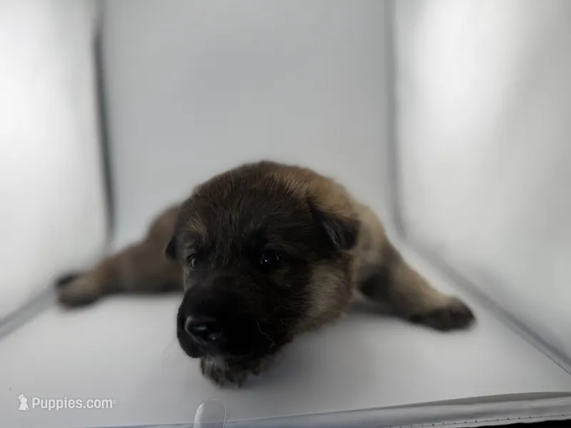 Delilah – German Shepherd Dog puppy for sale in Clermont, FL