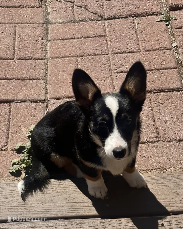 Penelope  – Cardigan Welsh Corgi puppy for sale in Aurora, CO