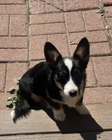 Penelope , a female Cardigan Welsh Corgi for sale in Aurora, CO – 1 of 1