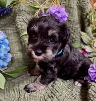 Black and Silver Blue Collar , a female Miniature Schnauzer for sale in Demorest, GA – 2 of 5