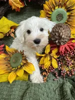Green Collar Mini Schnauzer , a male Miniature Schnauzer for sale in Demorest, GA – 3 of 5
