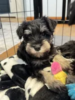 Stella’s Litter Mini Schnauzer , a female Miniature Schnauzer for sale in Demorest, GA – 5 of 6