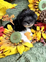 Parti Male Mini Schnauzer , a male Miniature Schnauzer for sale in Demorest, GA – 5 of 5
