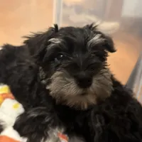 Mini Schnauzer, a male Miniature Schnauzer for sale in Demorest, GA – Photo 8 of 8
