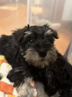 Mini Schnauzer, a male Miniature Schnauzer for sale in Demorest, GA – Photo 8 of 8