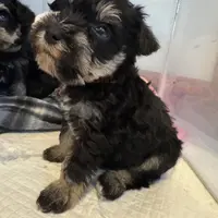 Mini Schnauzer, a male Miniature Schnauzer for sale in Demorest, GA – Photo 6 of 8