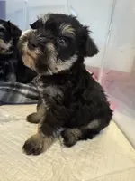Mini Schnauzer, a male Miniature Schnauzer for sale in Demorest, GA – Photo 6 of 8