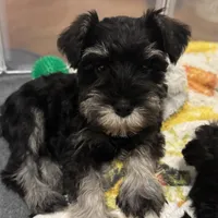 Mini Schnauzer, a male Miniature Schnauzer for sale in Demorest, GA – Photo 3 of 8