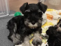 Mini Schnauzer, a male Miniature Schnauzer for sale in Demorest, GA – Photo 3 of 8