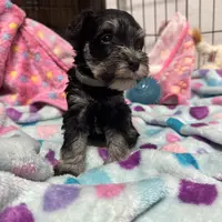 Mini Schnauzer, a male Miniature Schnauzer for sale in Demorest, GA – Photo 5 of 8