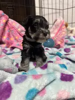 Mini Schnauzer, a male Miniature Schnauzer for sale in Demorest, GA – Photo 5 of 8